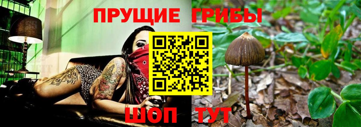 Псилоцибиновые грибы Psilocybe Кудрово